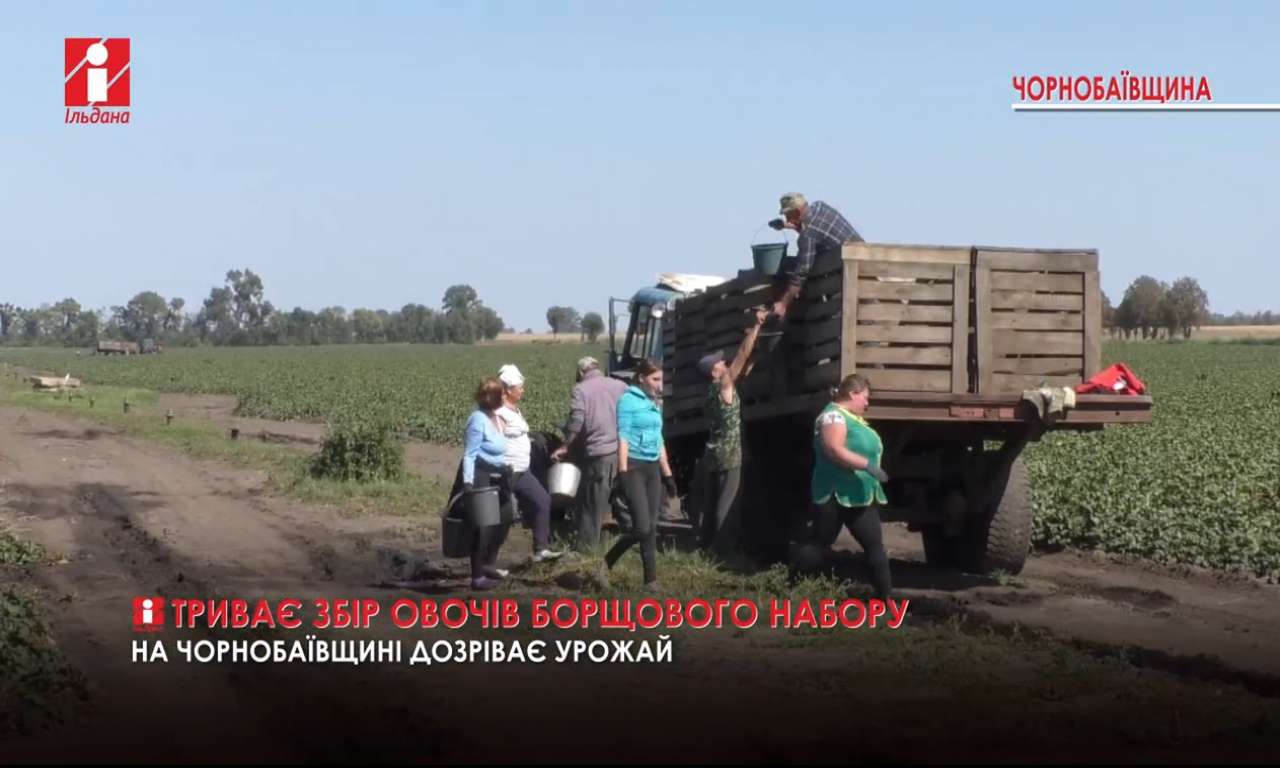 У господарствах Черкащини розпочався збір овочів «борщового набору» (ВІДЕО)